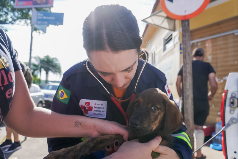 Mais de 10 mil animais já foram resgatados das enchentes MS Notícias