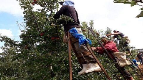 Oportunidade: Funtrab ainda tem vagas para indígenas trabalharem nas lavouras de maçãs