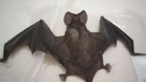CCZ alerta sobre riscos de ter contato com morcegos encontrados debilitados ou mortos