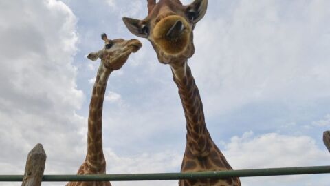 PF recolhe 15 girafas em resort e prende duas pessoas