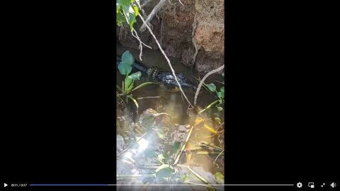 Vídeo: jacaré de 3 metros abocanha sucuri no Pantanal; "Coitado do velho do rio"