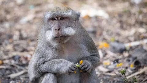 Surtos de varíola dos macacos alertam o planeta; 'muito rara'