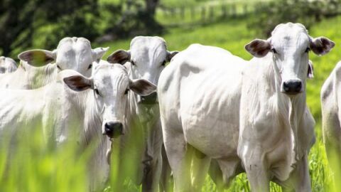Fazendeiro 'inventa' roubo de gado para dispensar capataz sem pagar direitos