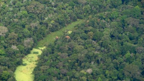 COP 28: Fundo Amazônia receberá doação milionária do Reino Unido