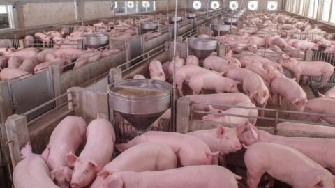 Cotação do suíno vivo atinge quase R$ 8 por quilo em Minas Gerais
