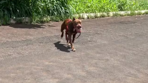 Pit bull arrasta idosa de 71 anos durante ataque e mata cão dela em MS