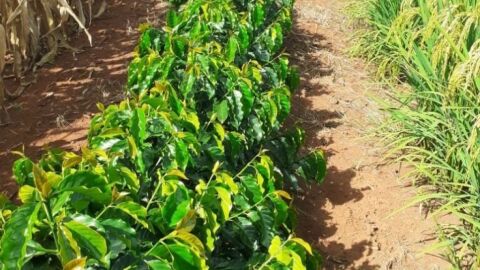 Arroz volta a ganhar força no Sul de Minas Gerais em consórcio com café