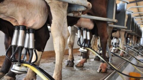 Embrapa diz que medidas do governo são insuficientes para o setor leiteiro