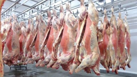 Mato Grosso bate recorde no abate de bovinos: 615 mil cabeças