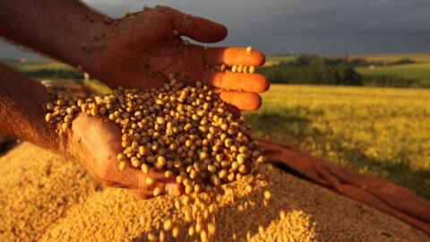 Produção mundial de soja pode chegar perto de 400 milhões de toneladas