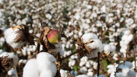 Maçãs do algodão são beneficiadas por suplementação de enxofre e potássio