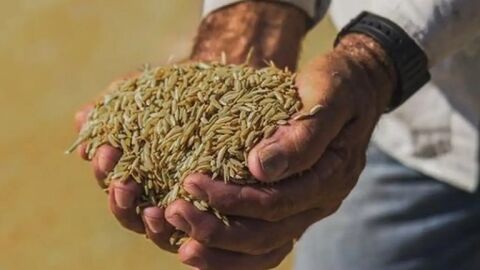 Preço final do quilo do arroz será R$4 ao consumidor