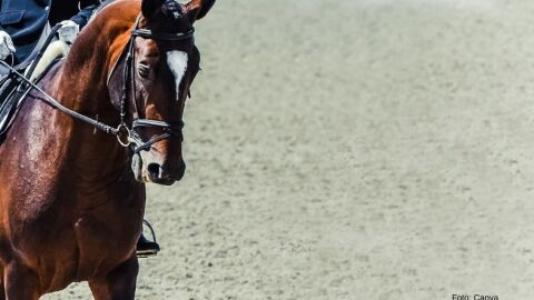 Voando em "estábulos aéreos", cavalos que competem nas Olímpíadas tem até passaporte