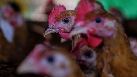 Após confirmar doença, Brasil suspende venda de aves para mais de 40 países