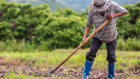 Investimento na agricultura familiar sobe 130% em edital de extensão da Fundect
