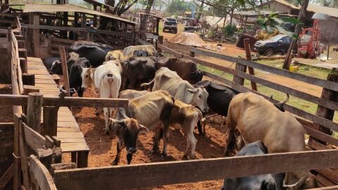 Suspeito de abigeato é preso com 30 cabeças de gado e ordenhadeira