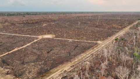 Quadrilha queimou florestas na Amazônia e deixou R$ 138 milhões em danos