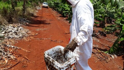 Produtora é indenizada em R$ 200 mil por morte de abelhas em MS