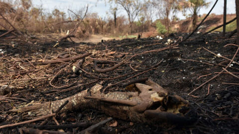 Três desmatadores são condenados a pagar multa de 1,5 milhão e reflorestar 150 mil hectares