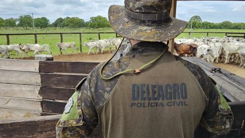 Funcionário perdeu bois e remarcou gado vizinho para não zangar patrão