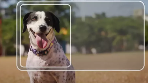 Tutores podem tirar RG de seus animais domésticos gratuitamente em MS