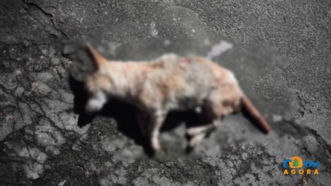 Idoso é suspeito de matar cão com golpe de facão e paulada em MS