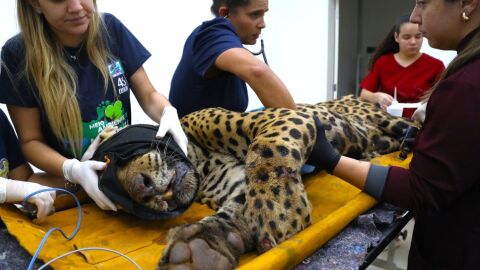 Onça que matou caseiro chega ao Cras da Capital para avaliação veterinária