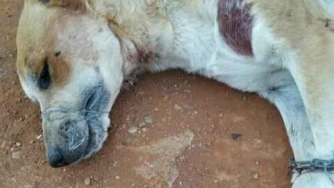 Homem de 56 anos amputa pata de cadela com faca e tesoura sem anestesia