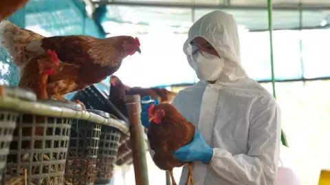 Gripe aviária no RS leva seis países a suspenderem importações de frango e ovos do Brasil