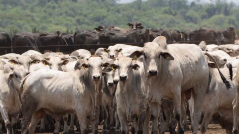 Iagro alerta produtores: prazo para Declaração de Rebanho termina em 2 de junho