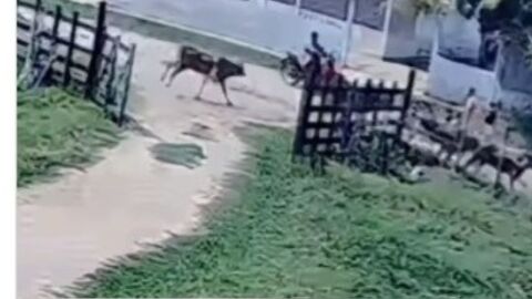 Menino valente de 9 anos salva primo pequeno de boiada na zona rural