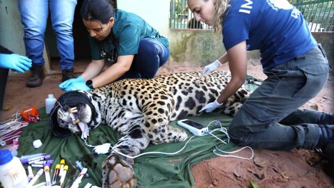Onça que matou caseiro Jorginho no Pantanal é levada para abrigo em SP
