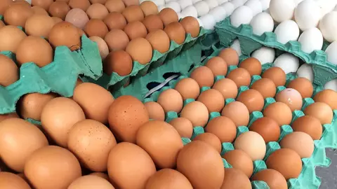 Minas Gerais descarta 450 toneladas de ovos após confirmação de gripe aviária no Rio Grande do Sul