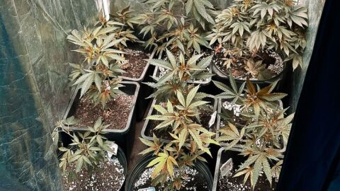 Mansão de advogado escondia plantação particular automatizada de maconha