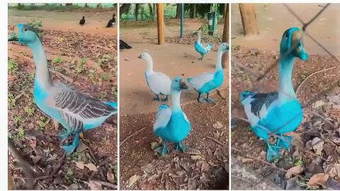 Vazamento de corante atinge parque e deixa peixes e patos azuis