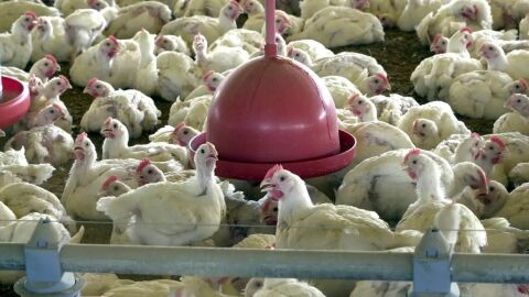 Agricultura confirma caso de gripe aviária no RS e exportações são suspensas