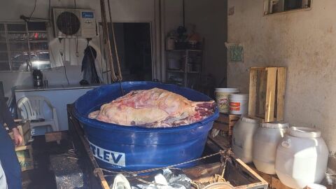Carnes de bois doentes eram temperadas pra disfarçar gosto estragado em MS
