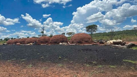 MP investiga fazenda que devastou 70 hectares de vegetação nativa em MS