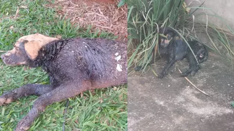 Dois cães são encontrados cobertos de piche em bairros de Campo Grande