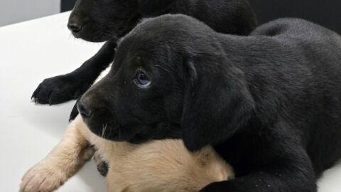 Vídeo viral leva à prisão de homem que abandonou 15 filhotes de cachorro