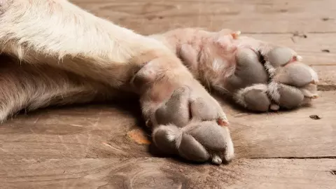 Polícia investiga morte de cães deixados por mais de 1h em carro de pet shop