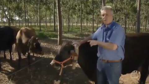 Prisão de Bolsonaro interrompe matéria sobre 'arroto de gado' (vídeo)