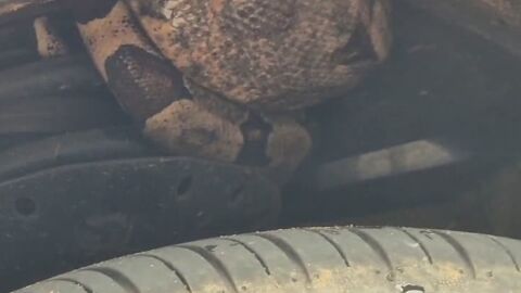 Vídeo: Jiboia enrola no eixo de carro em Campo Grande 