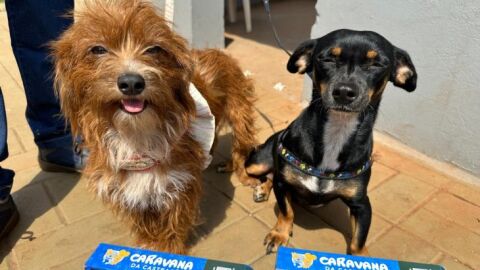 Mais de 16 mil animais foram castrados esse ano em MS