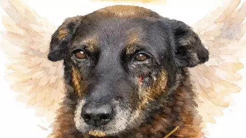 Adolescentes suspeitos de matar cão Orelha já teriam tentado afogar outro animal, diz polícia