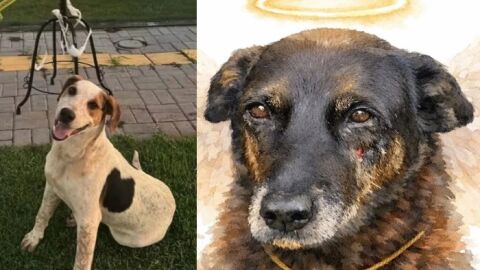 Após morte de Orelha, Cãozinho Abacate é morto a tiro no Paraná