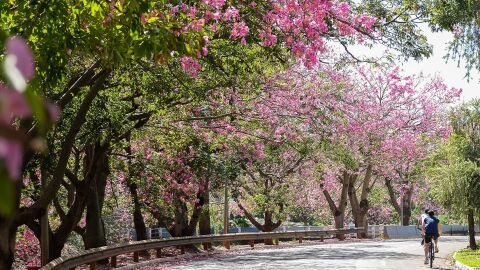Às vésperas da COP15, capital sul-mato-grossense garante título de Cidade Árvore do Mundo