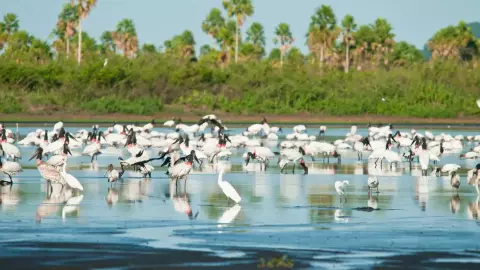 Pantanal lidera queda do desmatamento no Brasil enquanto Cerrado concentra maior área desmatada
