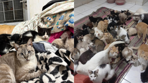 Frio ameaça 400 gatos; ONG pede doações