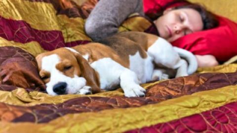 3 em cada 4 cães dormem com seus “pais”